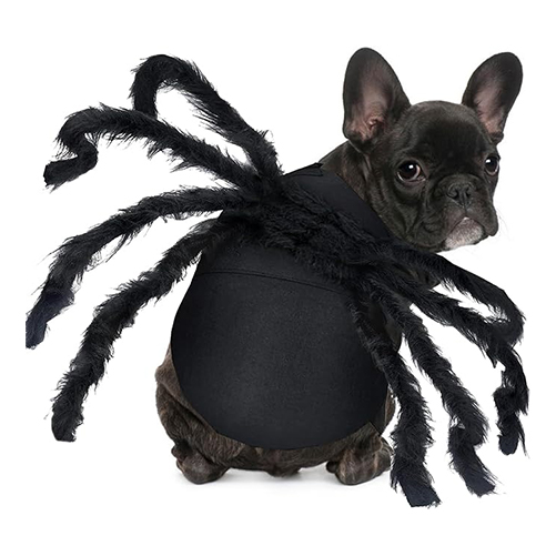 Pet Spider Costume – Halloween Shop